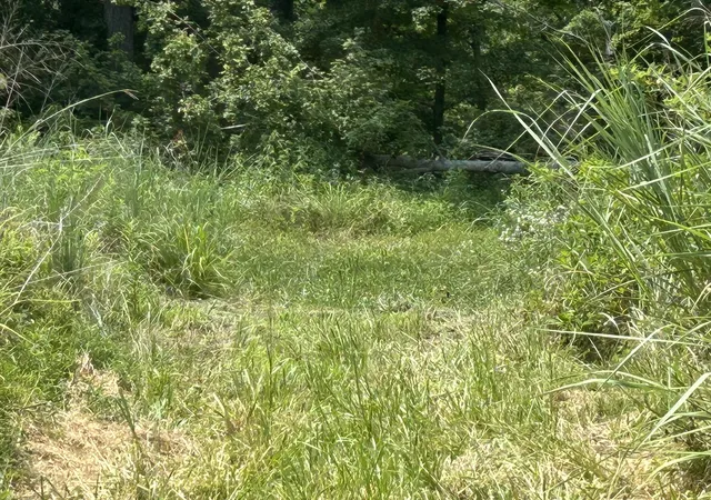 Photo 2 of Land for sale at Tbd Bushwack Rd, Golconda, IL 62938 | MLS# 12737346 | Listing updated on 2026-08-26