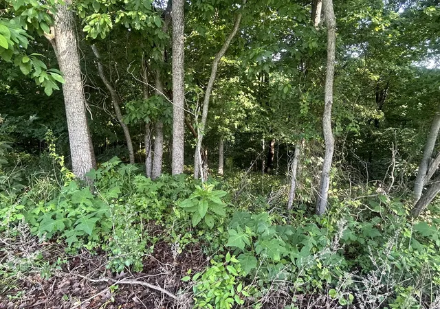 Photo 3 of Land for sale at Tbd Bushwack Rd, Golconda, IL 62938 | MLS# 12737346 | Listing updated on 2026-08-26