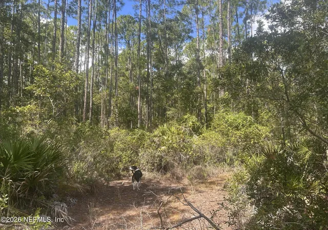 Photo 4 of Land for sale at 242 Lakeway Dr, Georgetown, FL 32139 | MLS# 2158200 | Listing updated on 2026-08-01