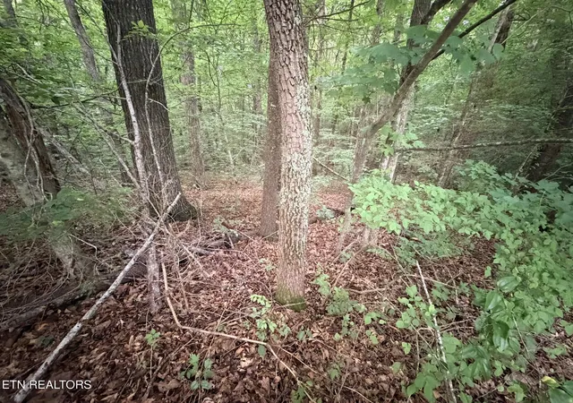 10th image of Lot 1 Evergreen Dr, Oneida, TN 37841 | MLS# 1310672
