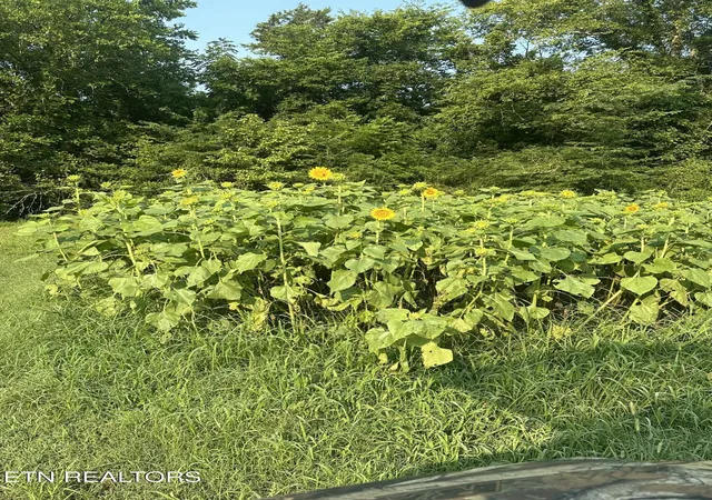 51st image of 277 County Road 408, Englewood, TN 37329 | MLS# 1337301