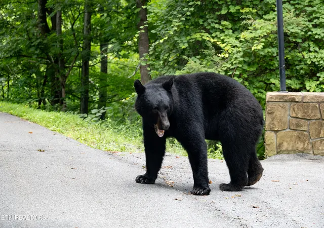 2nd image of 745 Hazy Cir, Gatlinburg, TN 37738 | MLS# 1348541