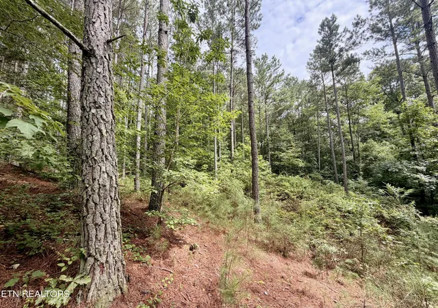 36th image of Nw Eads Bluff Rd, Georgetown, TN 37336 | MLS# 1348756