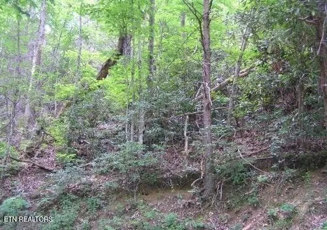 2nd image of 329 Silverbell Ln, Gatlinburg, TN 37738 | MLS# 1349145