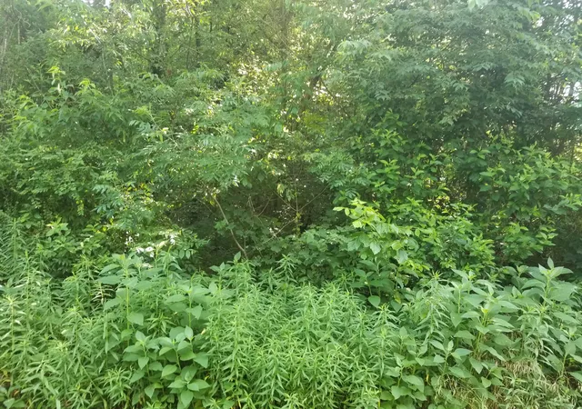 image of 108 Utsesti Wy, Loudon, TN 37774 | MLS# 1349732