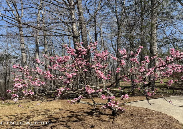 29th image of 152 Whippoorwill Dr, Oak Ridge, TN 37830 | MLS# 1350142