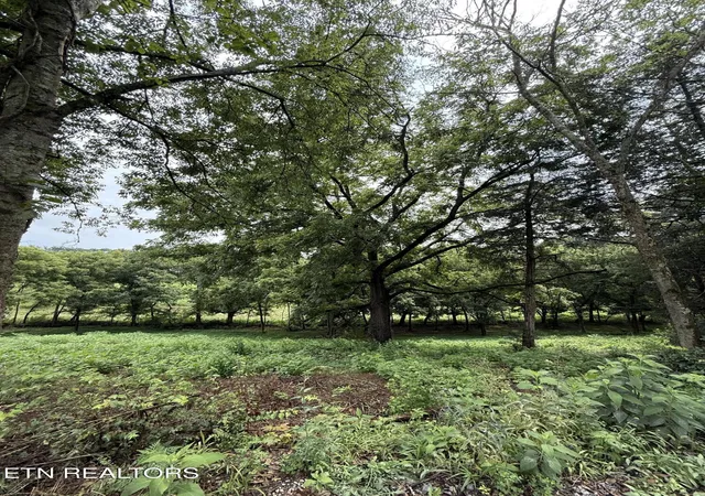 Photo 3 of Sale Pending at Lot 1 Mitchell Rd, New Market, TN 37820 | MLS# 1350415 | Listing updated on 2026-08-03
