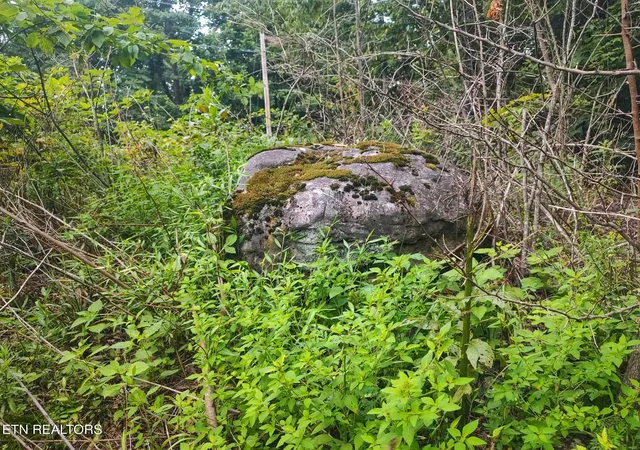 Photo 4 of Land for sale at 185 Acres Raccoon Ridge Rd, Spring City, TN 37381 | MLS# 1351216 | Listing updated on 2026-09-13