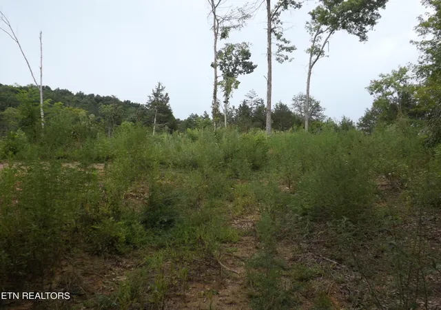 10th image of Tbd Roy Thomas Ln, New Tazewell, TN 37825 | MLS# 1352102