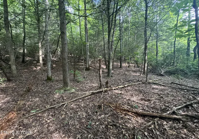 24th image of 0 Burrville Rd, Sunbright, TN 37872 | MLS# 1351520