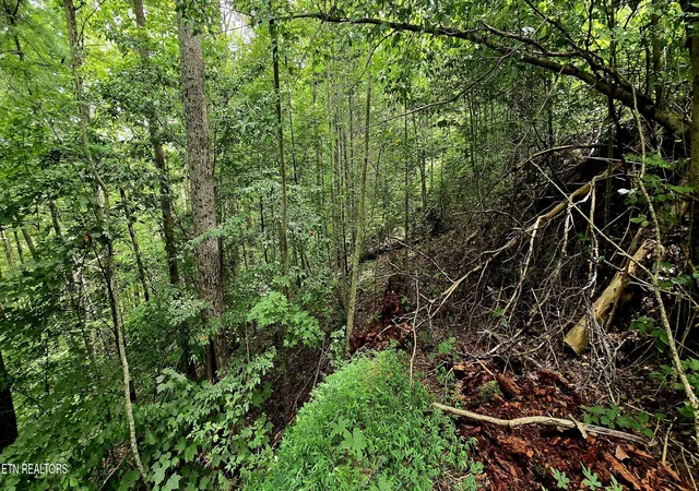Photo 3 of Land for sale at 491 Chetola Tr, Townsend, TN 37882 | MLS# 1351692 | Listing updated on 2026-08-13