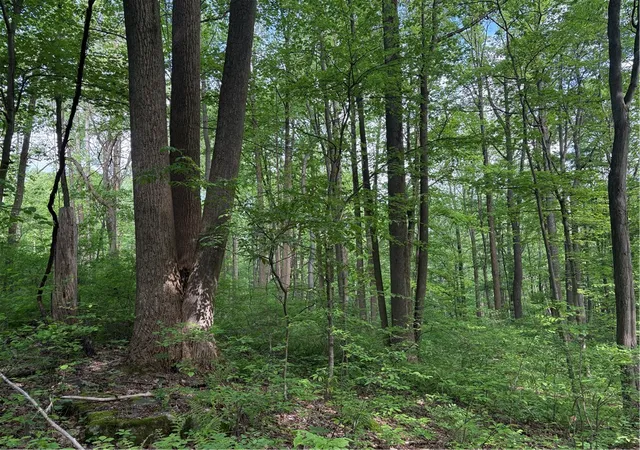 Photo 3 of Land for sale at Lot 1c Cottonwood Rd, Bullskin Twp, PA 15610 | MLS# 1759646 | Listing updated on 2026-08-17