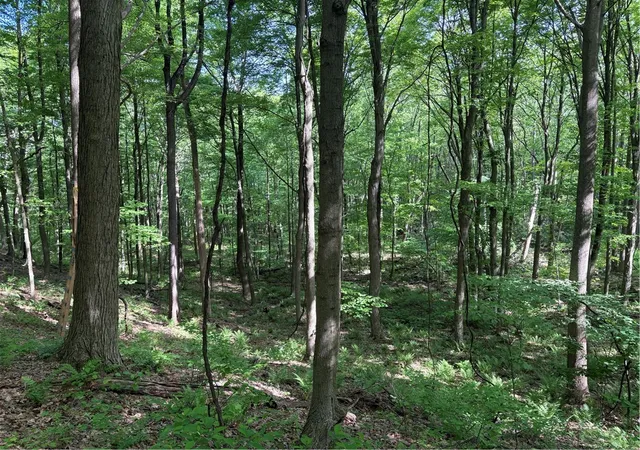 Photo 4 of Land for sale at Lot 1c Cottonwood Rd, Bullskin Twp, PA 15610 | MLS# 1759646 | Listing updated on 2026-08-17