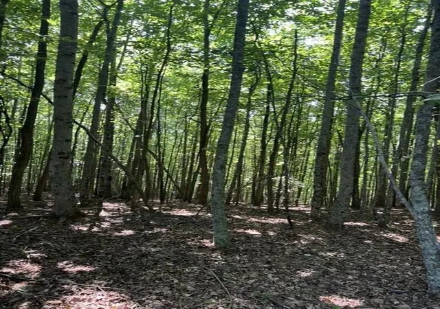 Photo 3 of Land for sale at Tract A Oak Ledge Rd, Morganton, GA 30560 | MLS# 7827653 | Listing updated on 2026-09-02
