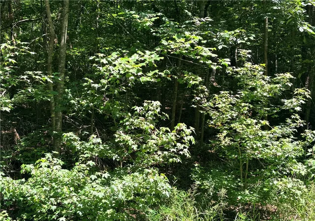 Photo 2 of Land for sale at Lot N 2177 Sundew Dr, Westminster, SC 29693 | MLS# 20304858 | Listing updated on 2026-08-08