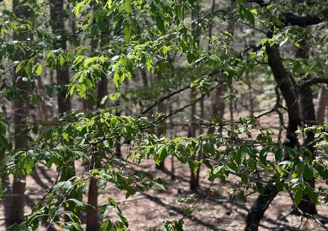Photo 3 of Single family home for sale at 40 E Mountain Dr, Eureka Springs, AR 72632 | MLS# 1343350 | Listing updated on 2026-08-22