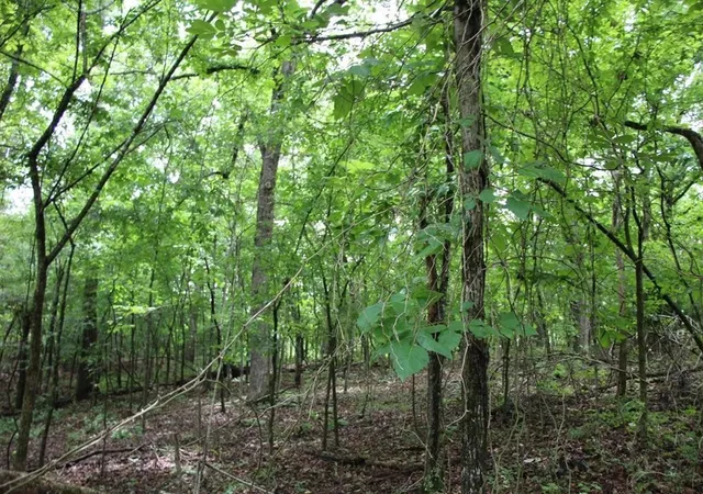 14th image of 001 09520 000 Hwy 178, Lakeview, AR 72642 | MLS# 1358586