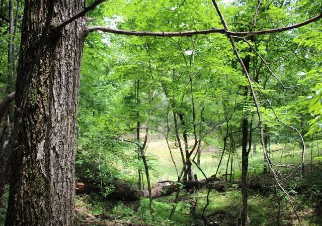 Photo 3 of Land for sale at 001 09520 000 Highway 178, Lakeview, AR 72642 | MLS# 1358586 | Listing updated on 2026-10-01
