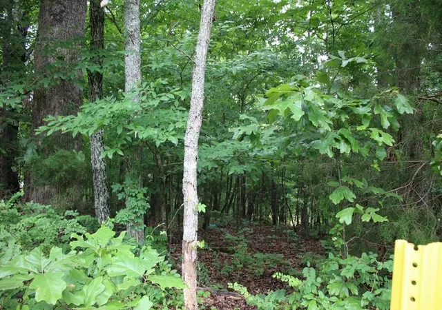 Photo 3 of Land for sale at 001-09520-000 Highway 178, Lakeview, AR 72642 | MLS# 1358586 | Listing updated on 2026-10-01