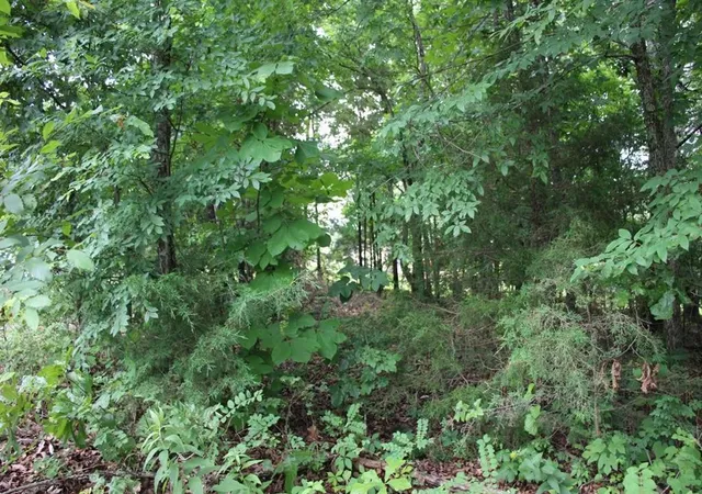 Photo 4 of Land for sale at 001-09520-000 Highway 178, Lakeview, AR 72642 | MLS# 1358586 | Listing updated on 2026-10-01
