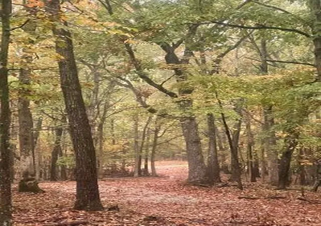 Photo 2 of Land for sale at 172 Saint Simons Ln, Eureka Springs, AR 72632 | MLS# 1359822 | Listing updated on 2026-08-25