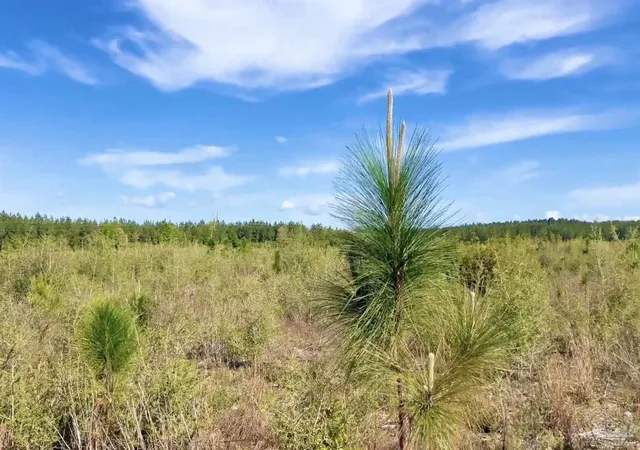2nd image of Lot 58 South Timber Ln, Jay, FL 32565 | MLS# 686017