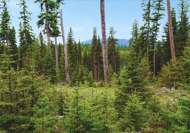 Photo 4 of Land for sale at Nhn Hwy 93, Olney, MT 59927 | MLS# 30051179 | Listing updated on 2026-10-05
