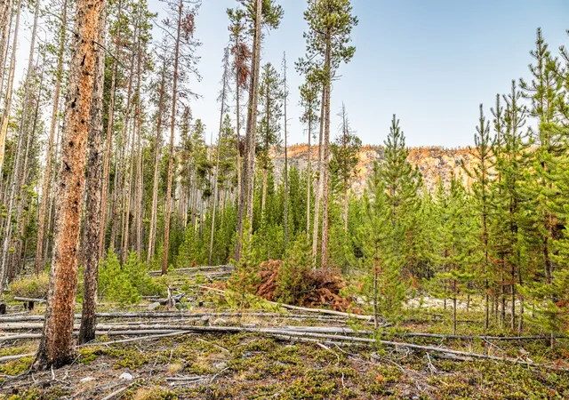 Photo 1 of Land for sale at Lot 2 Tbd Harris Rd, Anaconda, MT 59711 | MLS# 30051254 | Listing updated on 2026-07-01