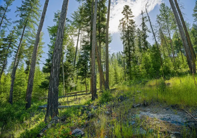 Photo 1 of Land for sale at 234 Trading Post Trl, Bigfork, MT 59911 | MLS# 30070234 | Listing updated on 2026-08-07