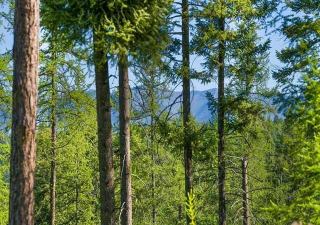 Photo 2 of Land for sale at 234 Trading Post Trl, Bigfork, MT 59911 | MLS# 30070234 | Listing updated on 2026-08-07
