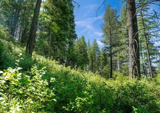 Photo 1 of Land for sale at 643 Saddlehorn Trl, Bigfork, MT 59911 | MLS# 30070231 | Listing updated on 2026-08-07