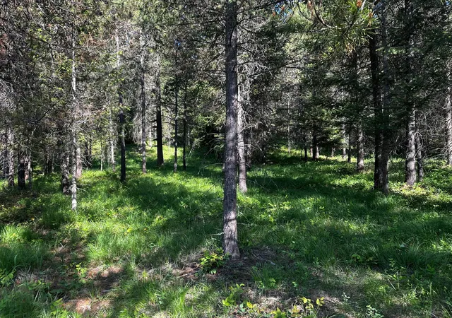 Photo 3 of Land for sale at Nhn Graves Crk Loop, Thompson Falls, MT 59873 | MLS# 30072064 | Listing updated on 2026-08-10