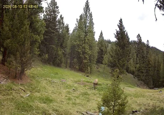 Photo 17 of Land for sale at 7 Tract Bull Elk, Drummond, MT 59832 | MLS# 30075032 | Listing updated on 2026-08-20