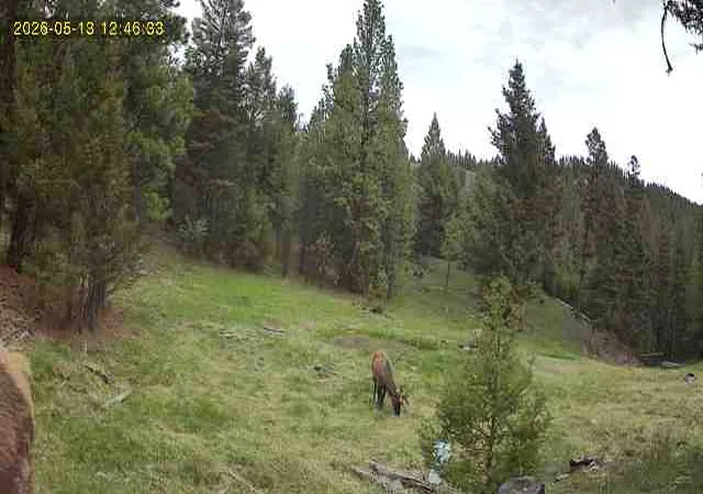 Photo 5 of Land for sale at 7 Tract Bull Elk, Drummond, MT 59832 | MLS# 30075032 | Listing updated on 2026-08-20