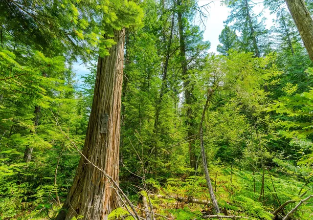 Photo 3 of Land for sale at Nhn Trumbull Cyn Rd, Columbia Falls, MT 59912 | MLS# 30075242 | Listing updated on 2026-09-23