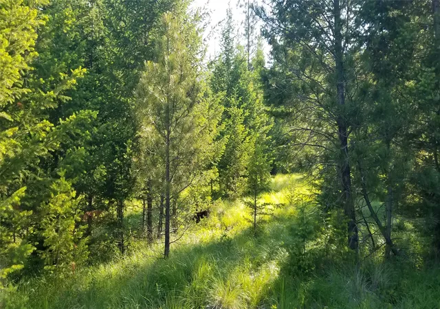 Photo 4 of Land for sale at E Half Lot 2a Haywire Gulch, Kalispell, MT 59901 | MLS# 30076039 | Listing updated on 2026-08-07