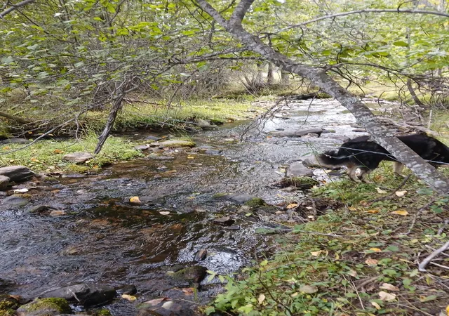 Photo 2 of Land for sale at 77 Wildwood Dr, De Borgia, MT 59830 | MLS# 30076426 | Listing updated on 2026-08-13