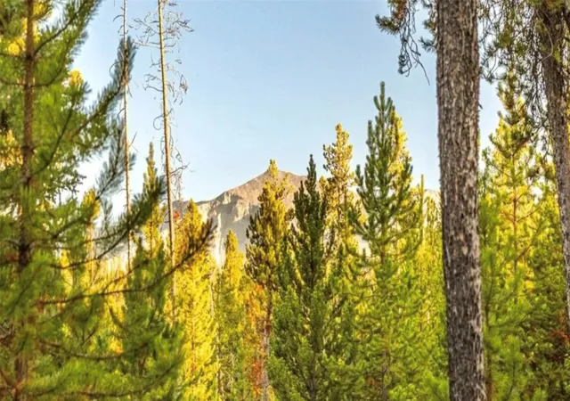 Photo 4 of Land for sale at Lot 7 Tbd Mitchell Dr, Anaconda, MT 59711 | MLS# 30077198 | Listing updated on 2026-08-22