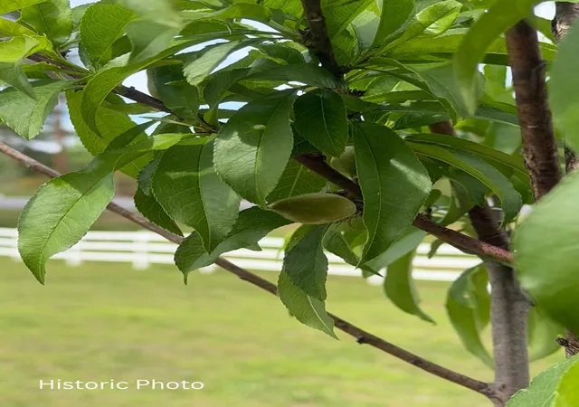 Photo 60 of Sale Pending at 2837 Highway 411, Chatsworth, GA 30705 | MLS# 1539885 | Listing updated on 2026-09-14