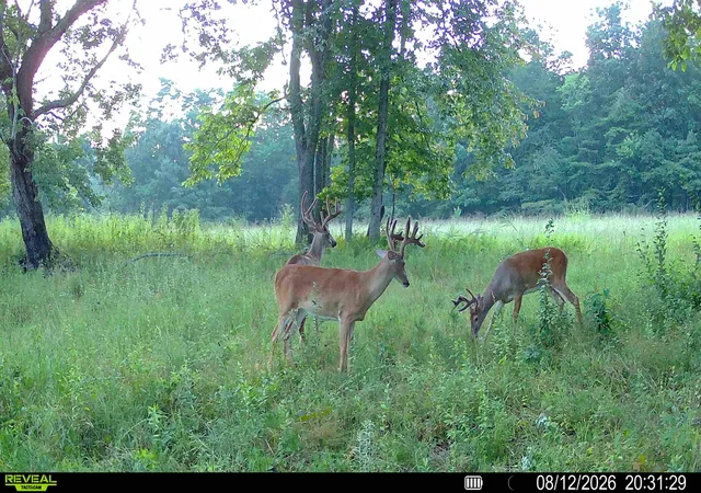 Photo 1 of Land for sale at 1047 Nelson Harrison Rd, Evensville, TN 37332 | MLS# 1531180 | Listing updated on 2026-08-18