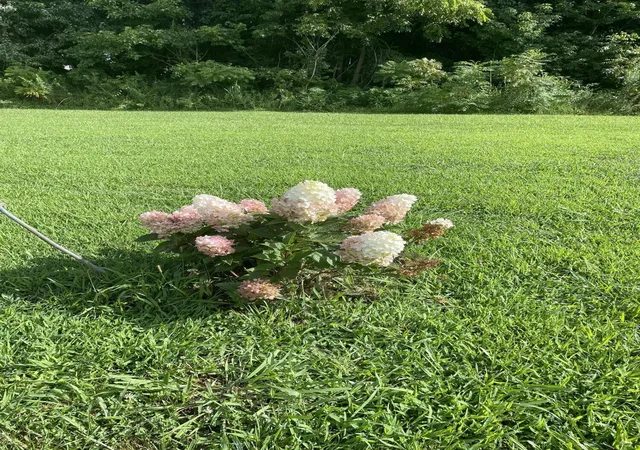 5th image of 2276 County Rd 95, Higdon, AL 35979 | MLS# 1535749