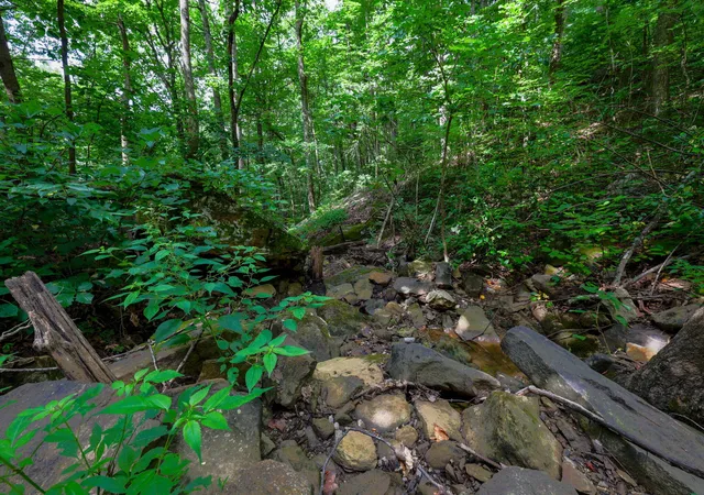 44th image of 0 Lee Station Mountain Road Road #080 022.00, Pikeville, TN 37367 | MLS# 1539882