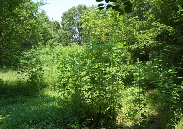 31st image of 532 Pickett Rd, Signal Mountain, TN 37377 | MLS# 1539600