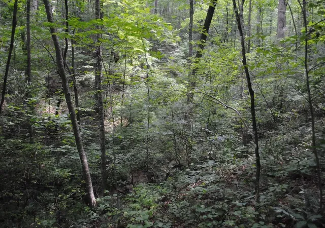 Photo 2 of Land for sale at 600 Dickerson Dr, Ellijay, GA 30536 | MLS# 1540005 | Listing updated on 2026-09-12