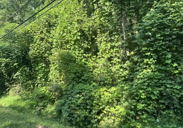 3rd image of 8813 Gann Rd #5, Soddy Daisy, TN 37379 | MLS# 1540024
