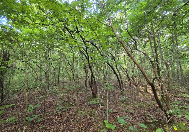 Photo 4 of Land for sale at 18 Meyers Rd, Altamont, TN 37301 | MLS# 1540199 | Listing updated on 2026-08-06