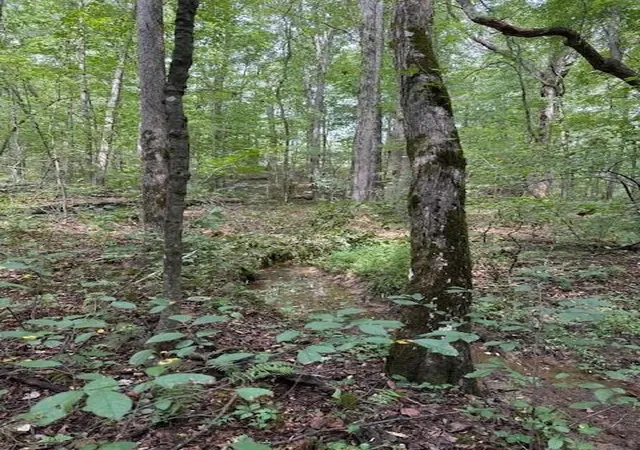 3rd image of Lot 1 Tipple Road Road #Lot 1, Tracy City, TN 37387 | MLS# 1540721