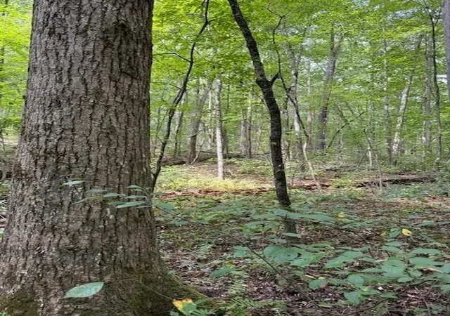 5th image of Lot 1 Tipple Road Road #Lot 1, Tracy City, TN 37387 | MLS# 1540721
