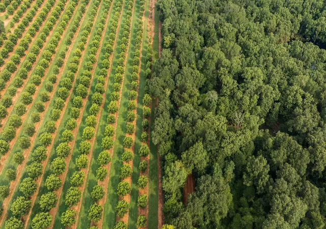 Photo 1 of Land for sale at 6604 Pine Island Rd, Albany, GA 31721 | MLS# 1541385 | Listing updated on 2026-08-24
