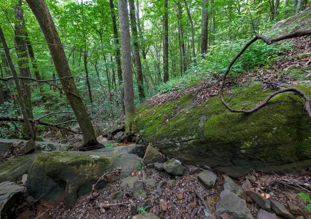2nd image of 00 Lee Station Mountain Road 90, Pikeville, TN 37367 | MLS# 1541361